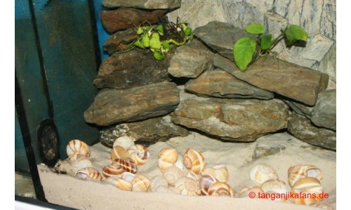 Neolamprologus multifasciatus Becken